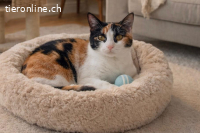 KITTY - DIE KLEINE HERZENSBRECHERIN