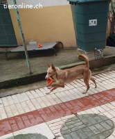 Kivo, m./kastr., geb. 01/2024,Größe: 43 cm/9,2 kg