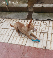 Kivo, m./kastr., geb. 01/2024,Größe: 43 cm/9,2 kg