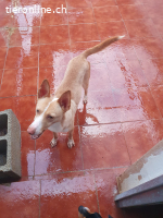 Kivo, m./kastr., geb. 01/2024,Größe: 43 cm/9,2 kg