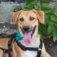 Kiwi - sucht Kumpel fürs Leben!