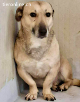 Kleiner ängstlicher Hundebub Balou