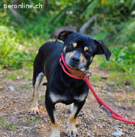 Kleiner Kiwi sucht Körbchen