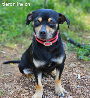 Kleiner Kiwi sucht Körbchen