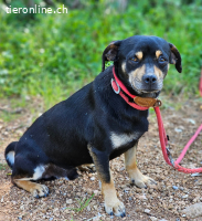 Kleiner Kiwi sucht Körbchen