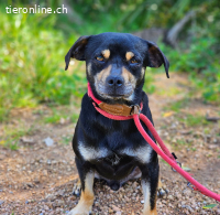 Kleiner Kiwi sucht Körbchen