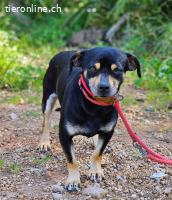 Kleiner Kiwi sucht Körbchen
