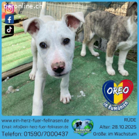 Kleiner Wirbelwind auf Glückssuche