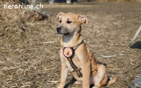 kleines Herzchen Pommi sucht Zuhause