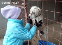 Kobe, lieber und bezaubernder Staff-Mix