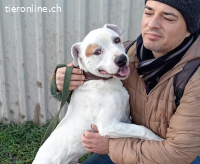 Kobe, lieber und bezaubernder Staff-Mix