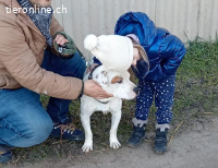 Kobe, lieber und bezaubernder Staff-Mix