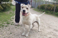 Kobe, lieber und bezaubernder Staff-Mix