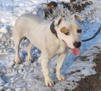 Kobe, lieber und bezaubernder Staff-Mix