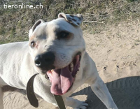 Kobe, lieber und bezaubernder Staff-Mix