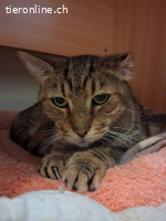 KOFFEE & SPYROS - ZWEI SEELEN EINE FAMILIE