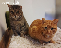 KOFFEE & SPYROS - ZWEI SEELEN EINE FAMILIE