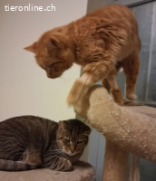 KOFFEE & SPYROS - ZWEI SEELEN EINE FAMILIE