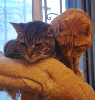 KOFFEE & SPYROS - ZWEI SEELEN EINE FAMILIE