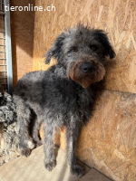 Konci, Schnauzer-Mix, Rüde, geb. am 18.12.2023, 55 cm