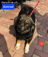 Konrad möchte dich lieb haben