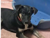 Kosmos sucht ein Zuhause