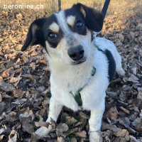 Krümel – lieber und fröhlicher Junghund