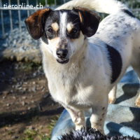 Krümel – lieber und fröhlicher Junghund