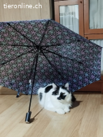 Kuh, m./kastr., geb. 02/2025, Einzelplatz