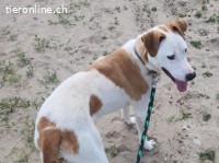 Kuplung, aufgestellter Vierbeiner