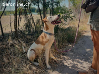 Kuplung, aufgestellter Vierbeiner
