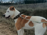 Kuplung, aufgestellter Vierbeiner