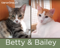 Kuschelkätzchen Betty & Bailey suchen liebevolles Zuhause