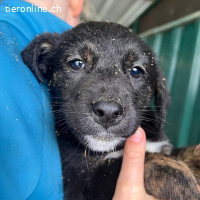 Kuschelmaus Flora sucht ein liebevolles Für-Immer-Zuhause