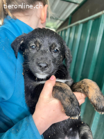 Kuschelmaus Flora sucht ein liebevolles Für-Immer-Zuhause