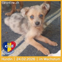 Kylie eine kleine Herzenbrecherin mit großer Wirkung