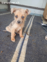 Kylie eine kleine Herzenbrecherin mit großer Wirkung