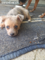 Kylie eine kleine Herzenbrecherin mit großer Wirkung