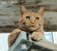 Kylo 6j. sucht ein Zuhause mit Freigang (katzenarme Gegend)