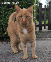 Kylo 6j. sucht ein Zuhause mit Freigang (katzenarme Gegend)