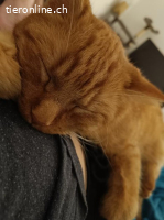 Kylo 6j. sucht ein Zuhause mit Freigang (katzenarme Gegend)