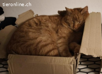 Kylo 6j. sucht ein Zuhause mit Freigang (katzenarme Gegend)