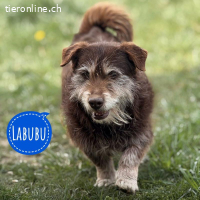 Labubu sucht seinen Seelenmensch