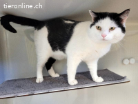 Laider, ca 6 Jahre, männl, kastr, verschmust & lieb