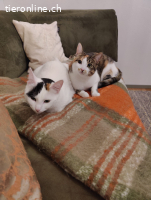 Lale und Mina – Schwestern suchen eine neue Familie