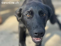 Lana – Tierheim Tamási