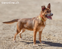 Lani, aktive, verschmuste Hündin