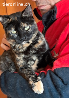 Lapka – aparte Tabbi-Katze