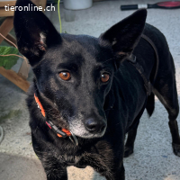 Lara – liebe Hündin für einfühlsame Menschen