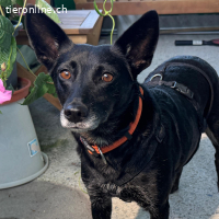 Lara – sechs Jahre junge, mittelgrosse Hündin